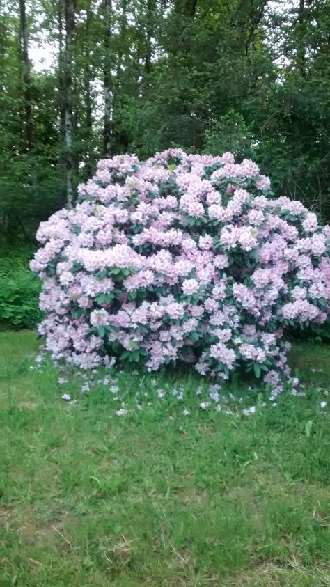 Rodadendren Bush, Rhodendron Bush, Rhododendron Percy Wiseman, Rhododendron Purple, Rhododendron Arboreum, Purple Gem Rhododendron, Flowering Trees, Lawn And Garden, Dream Garden