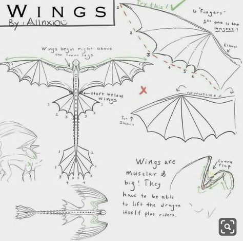 Hiccup Toothless, Toothless Drawing, Ako Kresliť, Dragon Anatomy, Httyd Art, Toothless Dragon, Wings Drawing, Httyd Dragons, Dragon Sketch