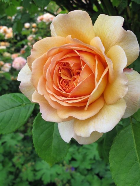 Color Melon, Love Street, Favourite Flowers, Coming Up Roses, David Austin Roses, David Austin, English Rose, Orange Roses, English Roses