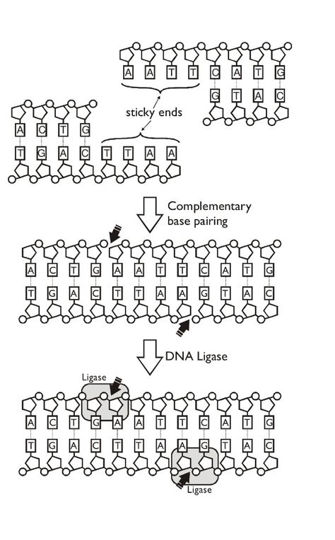 DNA ligase. Dna Ligase, Chemical Analysis, Blood Glucose Levels, Glucose Levels, Primary Sources, Blood Glucose, Central Nervous System, Scientific Illustration, Science Classroom