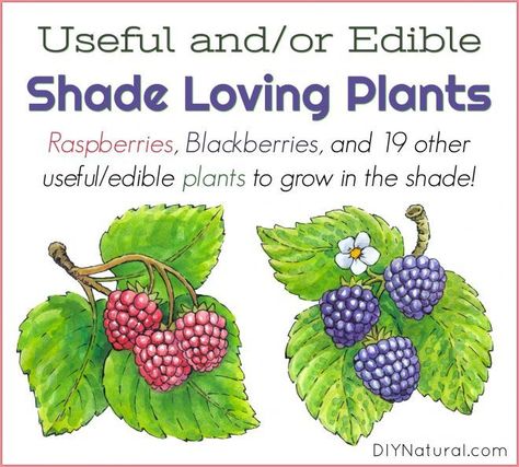 Backyard Foraging, Medicinal Gardening, Forest Gardening, Shade Loving Plants, Growing Art, Shade Landscaping, Medicinal Garden, Types Of Herbs, Witch Garden