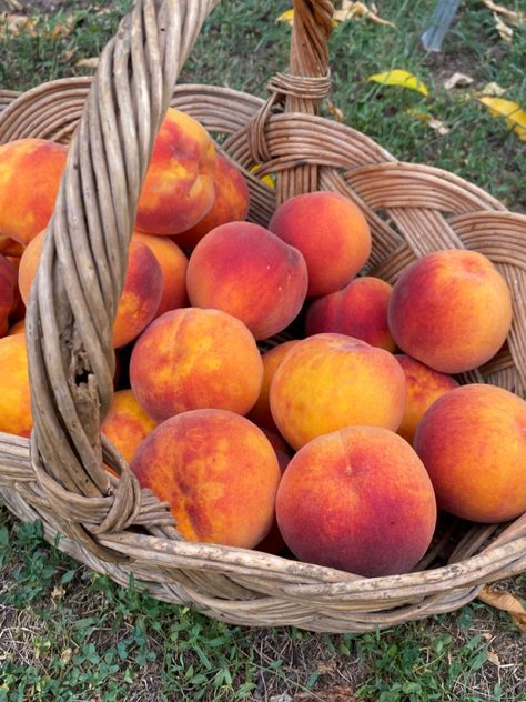 Peach Asthetics Fruit, Peach Tree Aesthetic, Fruit Picking Aesthetic, Cabins Aesthetic, Peaches Aesthetic, Countryside Food, July Vibes, Peach Farm, Farm Wallpaper