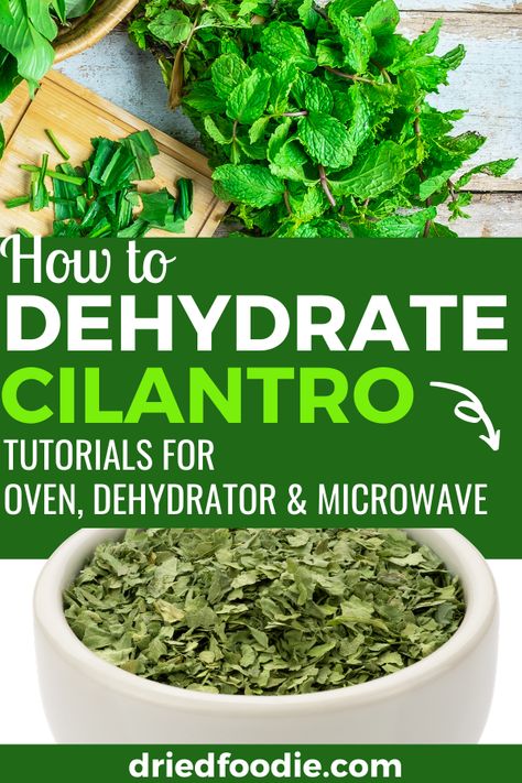 Dehydrating Cilantro In Dehydrator, How To Dry Herbs In Dehydrator, How To Dry Cilantro In Oven, Dehydrating Herbs In Oven, Dehydrated Herbs In Dehydrator, Drying Cilantro In Oven, How To Dry Cilantro, How To Dehydrate Herbs In Dehydrator, Dried Cilantro Uses