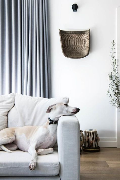 Toby the whippet truly looks at home lounging on the sofa in this [Blue Mountains abode] Dog Whippet, Hanging Rattan Chair, Country Style Living Room, Dog At Home, Bed Nook, White Sofa, Dog Pads, Memory Foam Dog Bed, Melbourne House