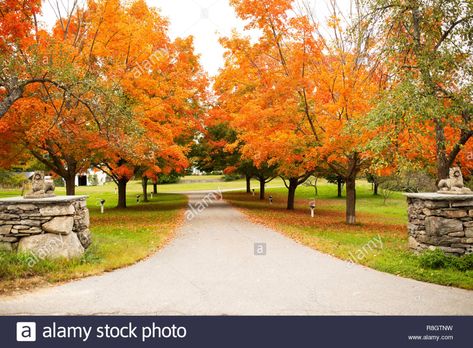 Download this stock image: Maple (Acer) trees in beautiful autumn colors line a driveway in Harvard, Massachusetts. - R8GTNW from Alamy's library of millions of high resolution stock photos, illustrations and vectors. Maple Lined Driveway, Oak Tree Driveway, Maple Tree Lined Driveway, Driveway Trees, Simple Farmhouse Plans, Acer Trees, Lined Driveway, Bee Yard, Farm Landscaping