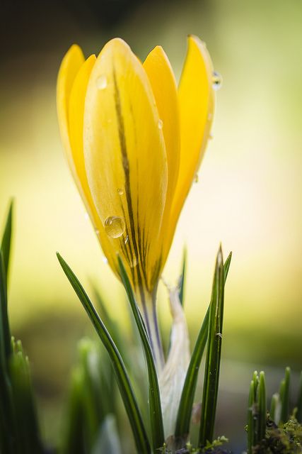 Crocus Yellow Crocus, Saffron Flower, Crocus Flower, How To Make Paint, Bulb Flowers, Spring Blooms, Spring Is Here, Orchid Flower, New Photos