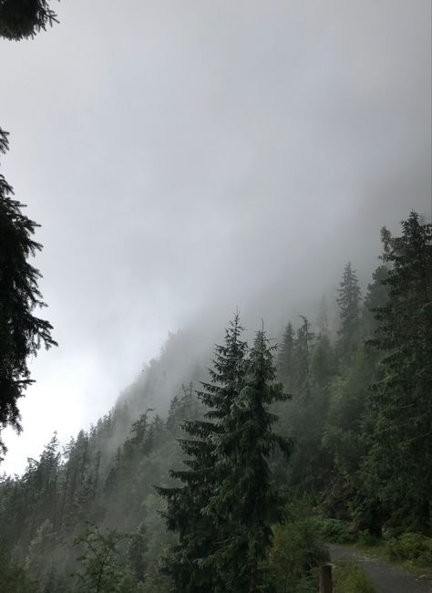 Smokey Forest Aesthetic, Foggy Trees Aesthetic, Rain In The Forest Aesthetic, Foggy Rainy Forest Aesthetic, Rain Fog Aesthetic, Cloudy Forest Aesthetic, Calm Forest Aesthetic, Foggy Rain Aesthetic, Foggy Woods Aesthetic