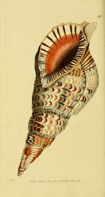 Descriptions and illustrations of mollusks Creature Marine, Natural Objects, Seashell Art, Scientific Illustration, Shell Art, Nature Illustration, Vintage Botanical, Sealife, Nature Prints