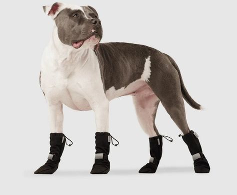 Black Wellies, Canada Pooch, Dog Winter Boots, Dog Snow Boots, Dog Snow, Protective Dogs, Dog Booties, Mini Poodles, Teacup Yorkie