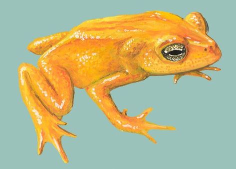 the golden toad can ate the flies Golden Toad, Extinct Animals, Animal Projects, Toad, Animals Beautiful, The Golden, Google Images, Image Search, Google Search