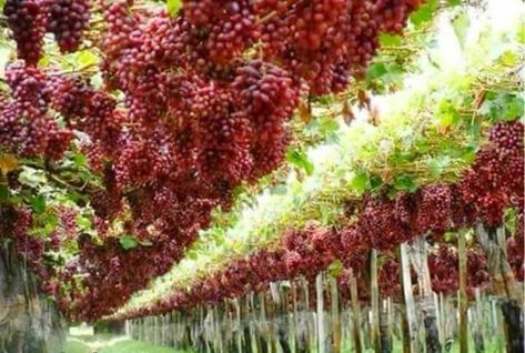 Take you where it is so beautiful ! . Blooming Harvesting Of Grape fruitz .....Vineyard. Grape Vine Decor, Raised Garden Designs, Al Kahfi, Smart Farm, Vine Trellis, Vegetable Harvest, Vertical Farming, Chicago Architecture, Greenhouse Gardening