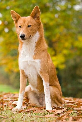 Canaan Dog, Bedouin Sheepdog, Palestinian Pariah Dog Healthiest Dog Breeds, Canaan Dog, Dog Breeds Pictures, Every Dog Breed, Fall Dog, Purebred Dogs, Dog Photo, Wild Dogs, Family Dogs