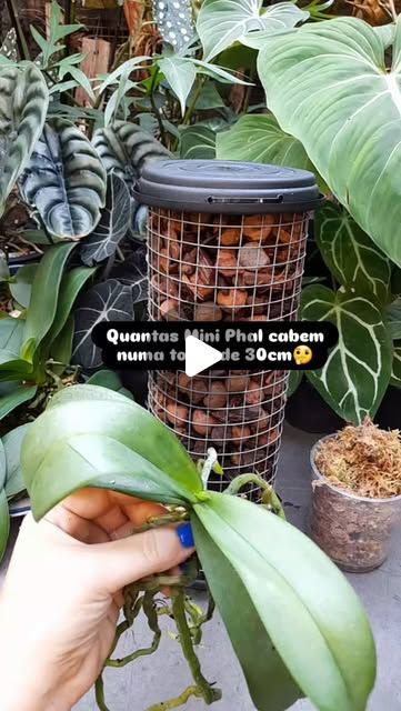 Michelle Canário | Orquídeas on Instagram: "..Uma seguidora perguntou quantas Mini Phalaenopsis cabem numa torre arramada de 30cm?

Apesar de parecer pequena numa torre de 30cm coube 10 Mini Phalaenopsis acredita? 
NÃO? Dar uma olhada com atenção no vídeo.

📍O truque para a Phal enraizar logo é colocar ela encostada direto na torre e só colocar um pouco de musgo sobre as raízes e fazer adubação semanal!

📍Após o replante deixe a torre em local mais sombreado e com mais umidade para não desidratar as orquídeas!

📍O substrato pode ser o que você já costumar usar!

Uma das maiores vantagens de usar torre no cultivo de orquídeas é o ganho de espaço e como você pode ver cabe bastante orquídeas.

Se você quiser adquirir uma torre como essa é só me chamar no WhatsApp (85) 98614 68 64 ou no dir Growing Orchids, Orchids, On Instagram