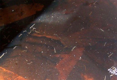 Mosquito larvae in still water. This is similar to what you will see. Mosquito Life Cycle, Female Mosquito, Mosquito Larvae, Kill Mosquitos, Mosquito Trap, Mosquito Repelling Plants, Mosquito Bite, Mosquito Repellent, Reptiles And Amphibians