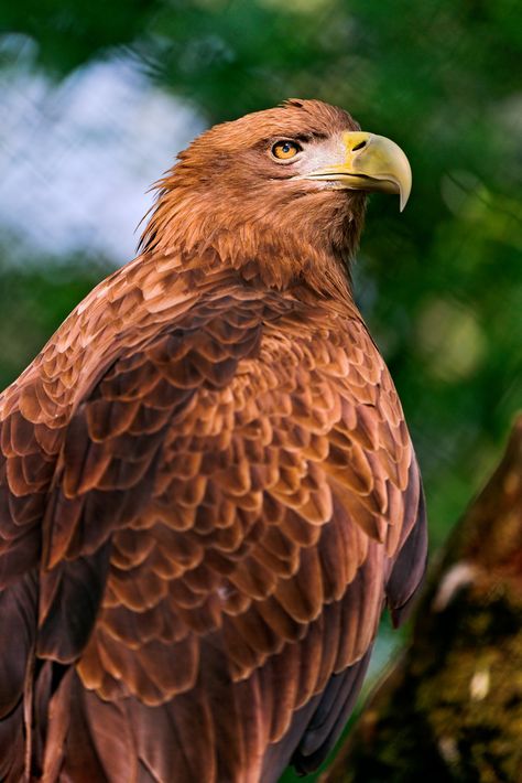 Nice brown eagle Raptor Bird, Pets Aesthetic, Raptor Bird Of Prey, Brown Eagle, Raptors Bird, Sea Eagle, Light Golden Brown, Bird Of Prey, Golden Eagle