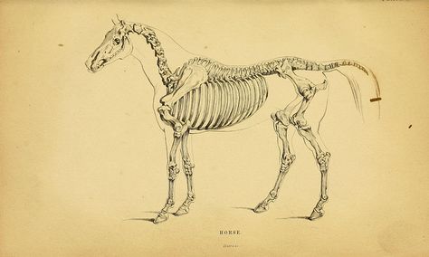 n88_w1150 Horse And Human, Animal Skeletons, Horse Anatomy, Animal Anatomy, Human Skeleton, Skeleton Art, History Of Science, Scientific Illustration, Anatomy Drawing