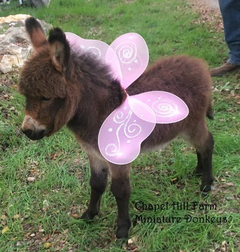 Chapel Hill Farm Mini Donkeys - Miniature Donkey Baby Texas Baby Donkey Cute, Cute Donkeys, Aesthetic Donkey, Small Donkey, Baby Donkeys, Funny Farm Animals, Donkey Care, Pet Donkey, Mini Donkeys