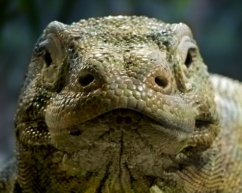 Dragon Facts, Dragon Project, Komodo Dragons, Large Lizards, Monitor Lizard, Dragon Face, Komodo Dragon, Chameleons, Komodo