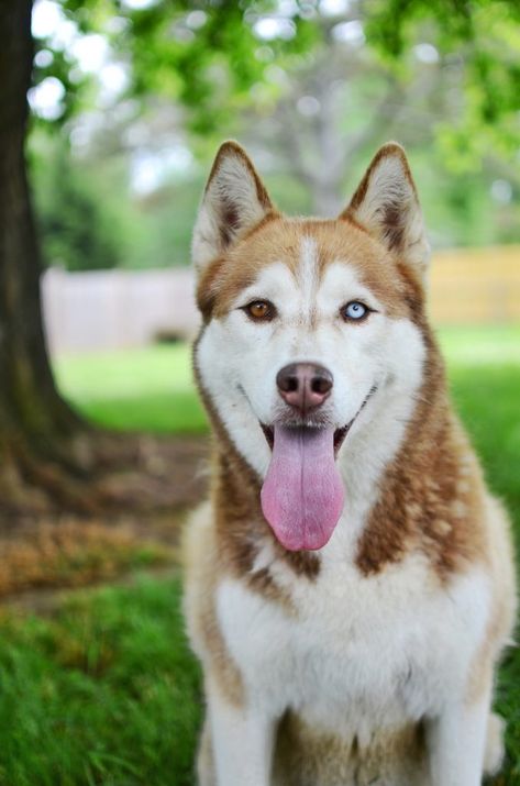 The Labrador Husky Mix | Labrottie.com Brown Siberian Husky, Siberian Husky Names, White Siberian Husky, Husky Owner, Cute Husky, Siberian Husky Dog, Labrador Husky, Husky Mix, Dog Facts