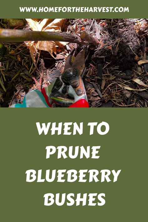 When To Prune Blueberry Bushes, Preserving Blueberries, Pruning Blueberries, Blueberry Growing, Pruning Bushes, Pruning Blueberry Bushes, Allotment Planning, Growing Berries, Grow Blueberries