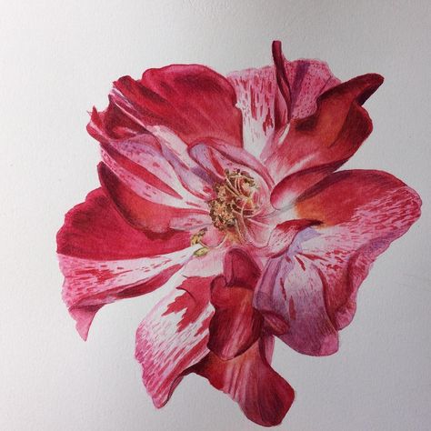 Billy Showell Artist on Instagram: “Student Alice painted this gorgeous stripy rose in class #painting #paintingart #watercolour #watercolor #happytutor” Rosie Sanders, Billy Showell, Class Painting, Artist On Instagram, Watercolor And Ink, Botanical Art, Sanders, Colorful Flowers, Art Painting