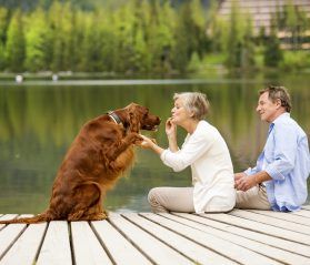 8 Pet-friendly Vacation Tips for Rental Guests   #travel #tips #blog #itripvacations Dog Supplement, Active Dogs, Pet Friendly Vacations, Buying A Condo, Improve Mobility, Hip Dysplasia, Dog Supplements, Trouble Sleeping, Dog Activities