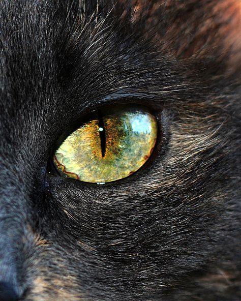 Animal Eyes Photography, Animals Eyes, Black Cat Pictures, Eyes Animal, Small Back Tattoos, Regard Animal, Animal Eyes, Cats Eyes, Eye Close Up