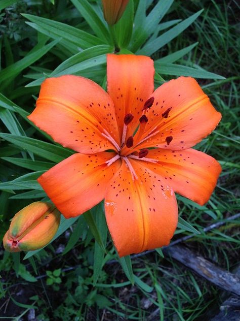 Free stock photo: Tiger Lily, Flower, Daylily - Free Image on Pixabay - 252859 Tiger And Flower Tattoo, Tiger Lily Aesthetic, Tigerlily Flower, Hawaiian Backyard, Tiger Lily Flowers, Tiger Lily Tattoos, Lily Images, Daylily Garden, Tiger Lilies