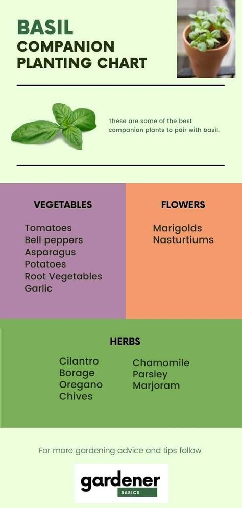 Companion Planting Layout, Herb Companion Planting, Basil Garden, Planting Chart, Companion Planting Guide, Companion Planting Chart, Gardening Herbs, Companion Planting Vegetables, Companion Gardening