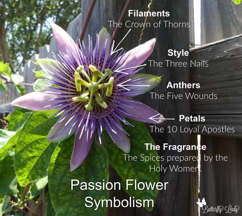 Passion Flower Benefits, Passion Flower Plant, Passion Flower Vine, Mama Gaia, Flower Healing, Yellow Passion Fruit, Purple Passion Flower, Passion Fruit Flower, Blue Passion Flower