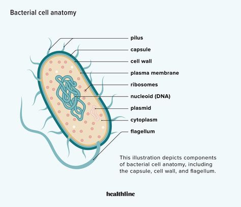 Bacteria Types, Bacterial Cell, Microbiology Study, What Is Cell, Plasma Membrane, Medical School Life, Doodle Quotes, Biology Facts, Medical Student Study