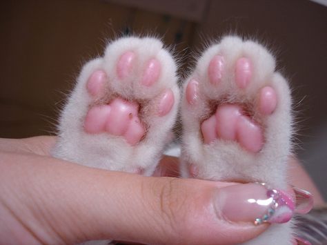 kitty feet, awww Minako Aino, Pink Paws, Charcoal Drawings, Soft Grunge, Cat Paws, Arctic Monkeys, Crazy Cat Lady, Cat Lady, Crazy Cats