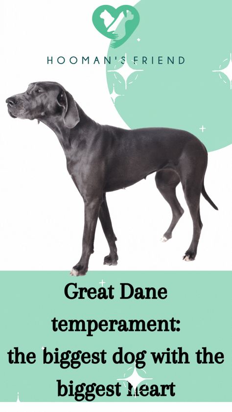 Is this giant dog with the biggest heart a match made in heaven? Do you want to know if they would fit into your life? Read our blog to learn more about this fabulous breed! Great Dane Temperament, Eco Friendly Pet Products, Biggest Dog, Tallest Dog, The Great Dane, Giant Dogs, English Mastiff, Irish Wolfhound, Cat Person