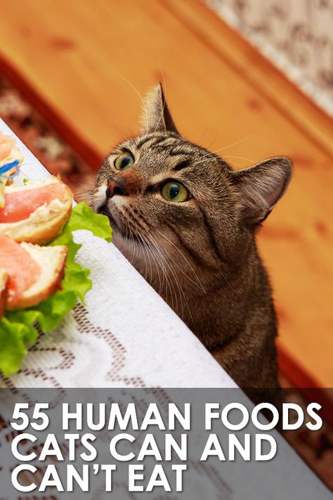 Things Cats Can Eat, What Cats Can And Can’t Eat, Human Food Cats Can Eat, What Food Can Cats Eat, Food Cats Can Eat, Human Foods Cats Can Eat, What Can Cats Eat And Not Eat, What Human Food Can Cats Eat, What Human Foods Can Cats Eat