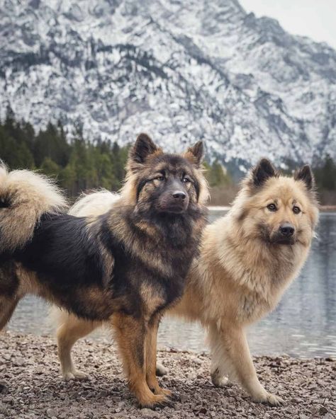 15+ Big Fluffy Dog Breeds That Are Made For Cuddling Big Fluffy Dog Breeds, Big Breed Dogs, Big Dog Breeds Gentle Giant, Long Haired Dog Breeds, Cute Big Dogs, Protective Dog Breeds, Mountain Dog Breeds, Medium Dog Breeds, Cute Dog Breeds