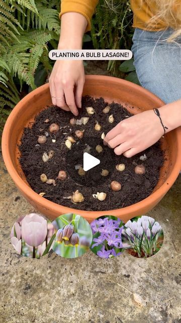 Farmer Gracy on Instagram: "For this layered pot we’ve used:

🌰10 x Tulip ‘Silver Cloud’ (15-20cm deep)
🌰15 x Fritillaria uva-vulpis (10-15cm deep)
🌰15 x Chionodoxa ‘Violet Beauty’ (10cm deep)
🌰10 x Crocus ‘Silver Coral’ (10cm deep)

The crocuses will flower first in Feb/March, the rest will flower together afterwards in April! What do you think of this combination? 

Layering bulbs in a pot creates a combination you can enjoy, like a miniature planting scheme - perfect if you have a small space and want to grow different flowers, or just want spectacular spring pots! They are planted in size order, the largest bulbs need to be planted deepest and the smaller bulbs should be planted shallower. For most spring bulbs, stick to the rule of roughly 2-3 times as deep as the bulb measures fr Spring Bulbs Garden Ideas, Growing Tulips, Patio Pots, Silver Cloud, Patio Plants, Garden Bulbs, Spring Bulbs, Terrace Garden, Bulb Flowers