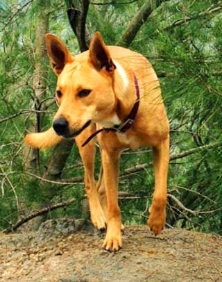 Wild Carolina Dogs are excellent hunters that usual hunt in small packs. American Dingo, Service Dogs Breeds, Dingo Dog, Carolina Dog, Rare Dogs, Good Family, Dog Anatomy, My Own Home, Dog Pics