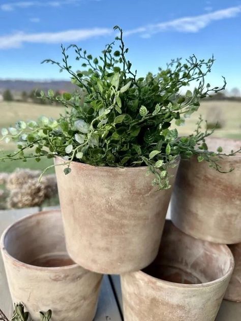 5 Secrets to Aging Terra Cotta Pots with Lime: HOW I DID IT — Hey Honeysuckle Whitewashing Terra Cotta Pots, How To Age Terra Cotta Pots, White Wash Terra Cotta Pots, Aging Terra Cotta Pots, Terra Cotta Plant, Diy Chalk Paint Recipe, Large Terracotta Pots, Outdoor Vases, Garden Fence Art