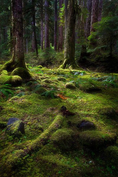 Sol Duc Falls trail, Olympic National Forest ~ one of the most beautiful places on earth! Paradis Sombre, Forest Washington, Olympic National Forest, Moss Covered, Image Nature, Blue Ridge Parkway, Forest Floor, Olympic National Park, Tree Forest