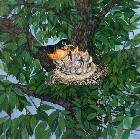 A Robin Feeding Her Brood North American Animals, Duck Art, Rock Flowers, Beauty In Art, Good Cartoons, Food Drawing, Wildlife Art, Bird Art, Cartoon Art