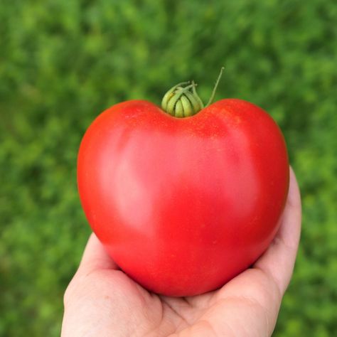 Growing Oxheart Tomatoes – The Beefiest, Meaty Tomato Around! - I Grow Tomatoes Heirloom Seeds Catalog, Seed Starting Soil, Companion Gardening, Asparagus Beans, Grow Tomatoes, Seed Starting Mix, Runner Beans, Organic Compost, Plant Supplies