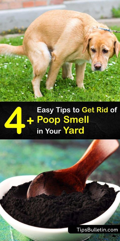 Pet odor ruins your outdoor space, whether it’s cat pee or dog poop smell. Use household items like baking soda and white vinegar to clear the stench of cat poop and urine, or an unpleasant dog smell from your surroundings, and reclaim your backyard. #getridof #poop #smell #outside How To Neutralize Dog Urine In Yard, Diy Dog Pee Repellent, Dog Pee Post Ideas, How To Get Dog Urine Smell Out Of Artificial Turf, How To Eliminate Pet Odor Urine Smells, Outdoor Dog Pee Area, How To Keep Dogs From Pooping In My Yard, Dog Odor Eliminator Diy, Dog Poop Area Backyard