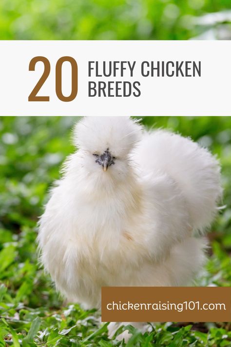 Get ready to experience the world of feathery friends uniquely! Our "Top 20 Fluffy Chicken Breeds: Pets & For Better Investment" pin not only introduces you to the world's cutest and cuddliest chicks but also guides you in selecting the best breed for your backyard coop, keeping both companionship and investment in mind. Expand your poultry knowledge and potentially increase your earnings! A fluffy adventure awaits you. Fluffy Chicken Breeds, Polish Frizzle Chicken, Small Chicken Breeds, Chicken Breeds For Eggs, Dominique Chickens, Fluffy Chickens, Rare Chicken Breeds, Frizzle Chickens, Ameraucana Chicken