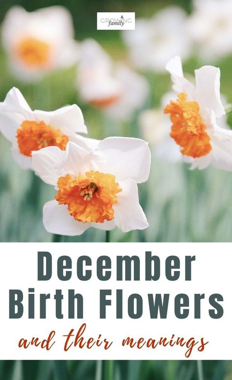 What Is Decembers Birth Flower, December's Birth Flower, Narcissus Flower Meaning, Birth Flower For December, December Flower Tattoo Birth Month, December Birth Flower Tattoo Narcissus, December Birth Flowers, December Birth Flower Narcissus, Birth Flower Painting