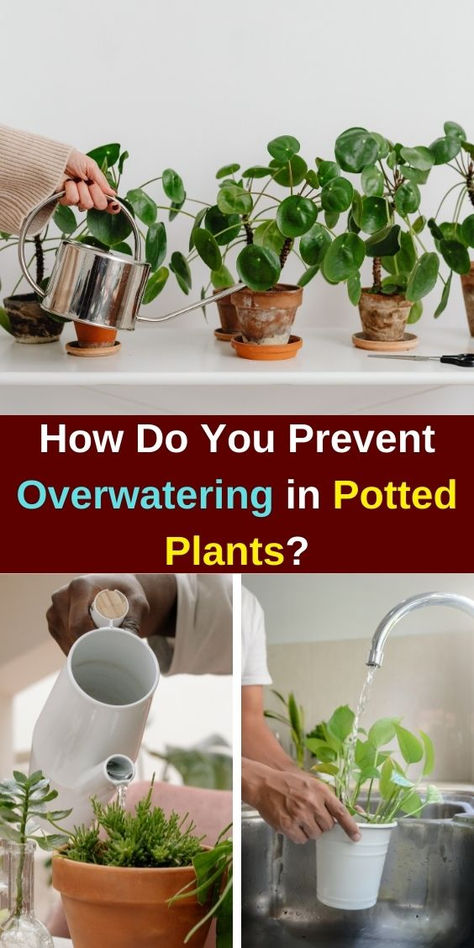 Discover effective tips on how to prevent overwatering in potted plants and  keep your indoor garden thriving! Learn how to fix overwatered plants,  identify signs of root rot, and understand the causes of yellow leaves.  This guide covers essential indoor plant care for both leafy plants and  indoor flowering plants. Master plant care techniques, soil management, and  watering strategies to ensure your houseplants flourish without the risk of  overwatering. Self Watering Plants, Indoor Flowering Plants, Plant Tips, Plant Signs, Root Rot, Leafy Plants, Indoor Plant Care, Flowering Plants, Lucky You