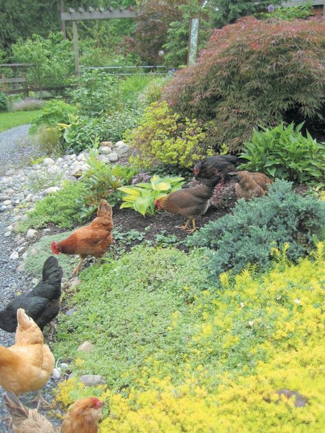 A backyard flock forages in a garden's ground cover. Bloom recommends dense evergreen ground cover like Japanese spurge, ground raspberry, and cotonester. (From Free-Range Chicken Gardens by Jessi Bloom. Unique Chicken Coop, Chicken Coop Decorations, Japanese Spurge, Laying Chickens Breeds, Laying Chickens, Best Egg Laying Chickens, Egg Laying Chickens, Diy Chicken Coop Plans, Chicken Farming