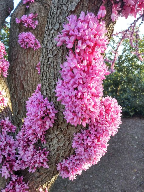 Redbud flowers are densely clustered where branches were pruned from storm damage years ago. Redbud Trees, Judas Tree, Pink Flowering Trees, Redbud Tree, Peonies Garden, Unusual Flowers, Flower Art Images, Beautiful Flower Arrangements, Flowering Trees