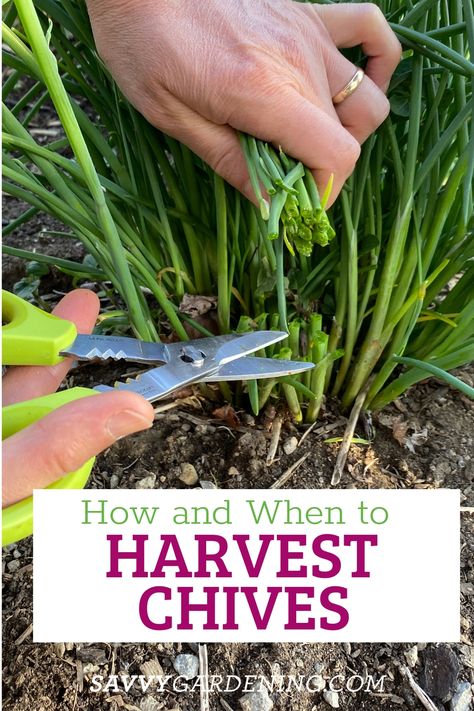 How to Harvest Chives From the Garden or Container Plantings How To Harvest Chives, Harvesting Chives, Growing Chives, Garden Preparation, Chives Plant, Chive Flower, Herb Life, Fall Planting, Herb Garden In Kitchen