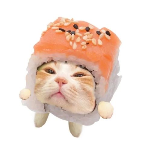 Cute Cat Memes, Sushi Cat, Cat Snacks, Silly Cats Pictures, Cat Icon, Cute Aesthetic, Cute Memes, Silly Cats, Pretty Cats