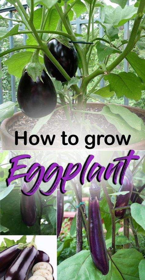 Benefits Of Eggplant, Grow Eggplant, Growing Eggplant, Growing Organic Tomatoes, Tomato Farming, Growing Tomatoes In Containers, Indoor Vegetable Gardening, Organic Vegetable Garden, Eggplant Parmesan